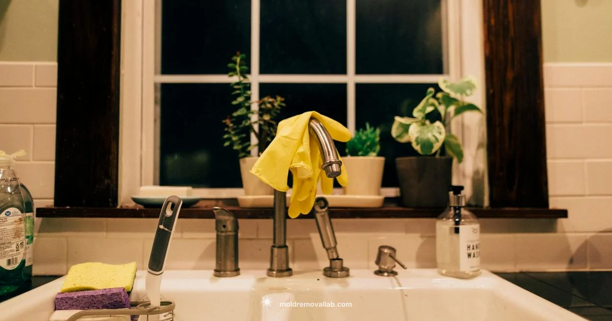 Black Mold Guide - Mold Removal Lab