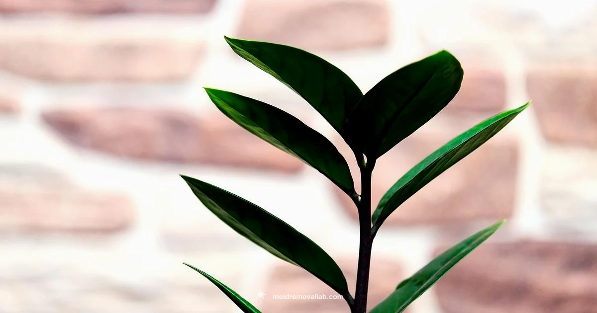 Houseplant Mold - Mold Removal Lab