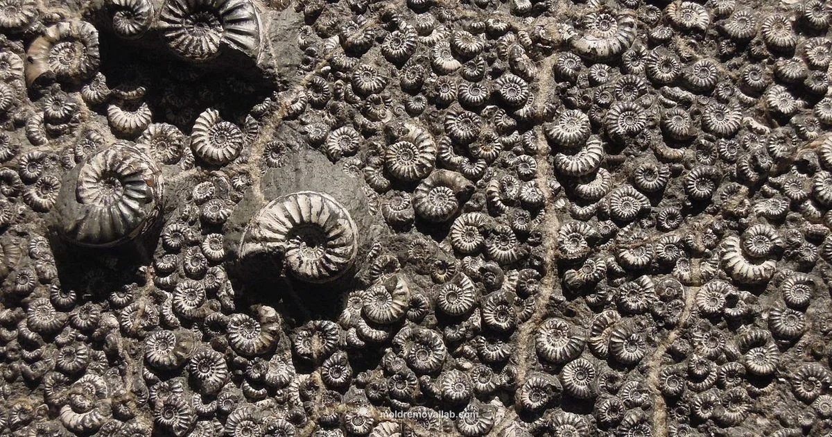 Mold and Cast Fossils - Mold Removal Lab