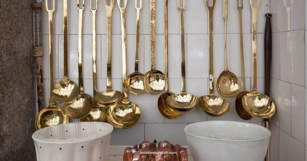 Mold Safety Basics - Mold Removal Lab