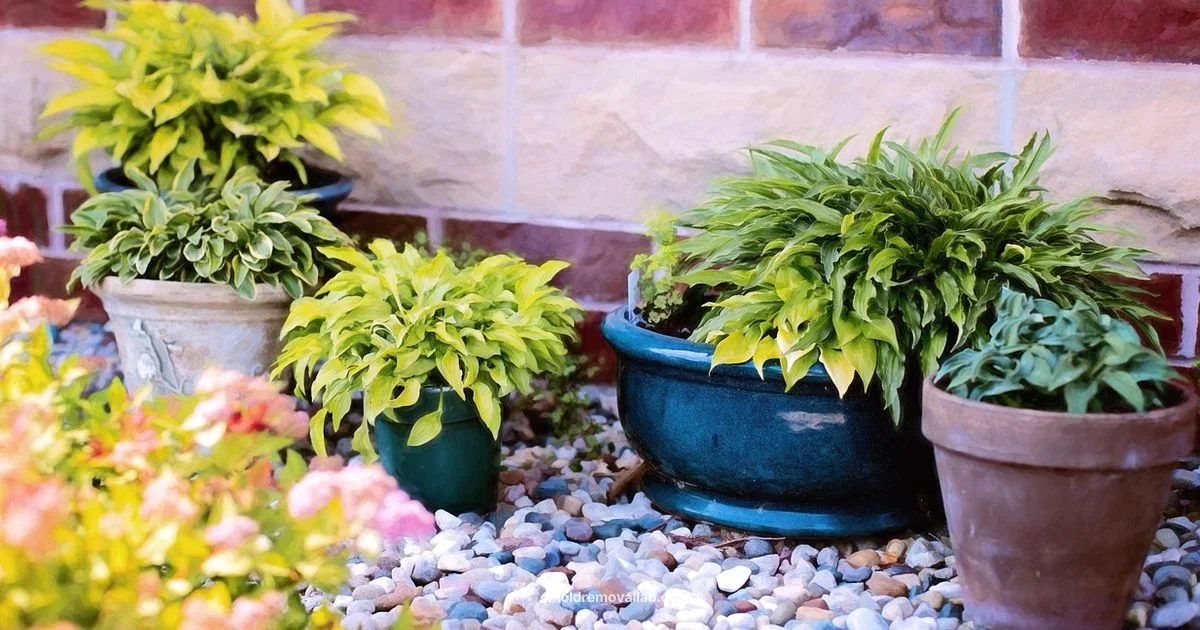 Fungus on Plants - Mold Removal Lab