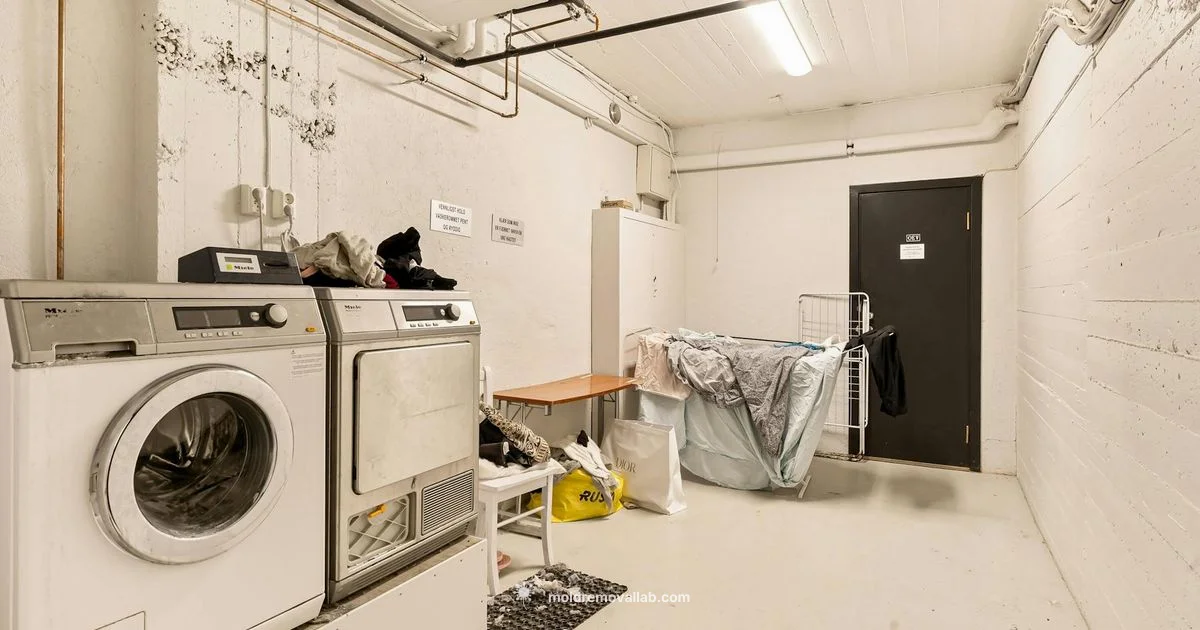 Mold Dehumidifier Guide Mold Dehumidifier Guide - Mold Removal Lab