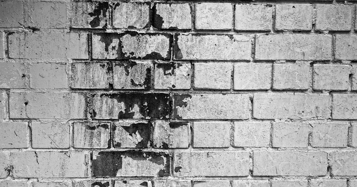 Mold on Walls Guide - Mold Removal Lab