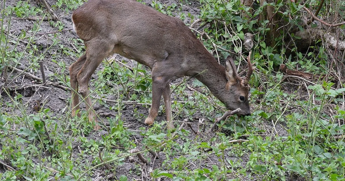 Mold on Deer Taxidermy - Mold Removal Lab