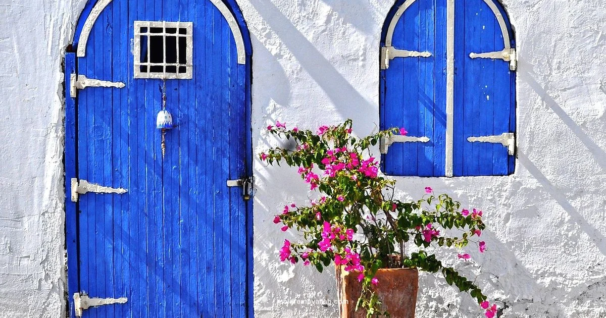 Mold Fungi Basics - Mold Removal Lab