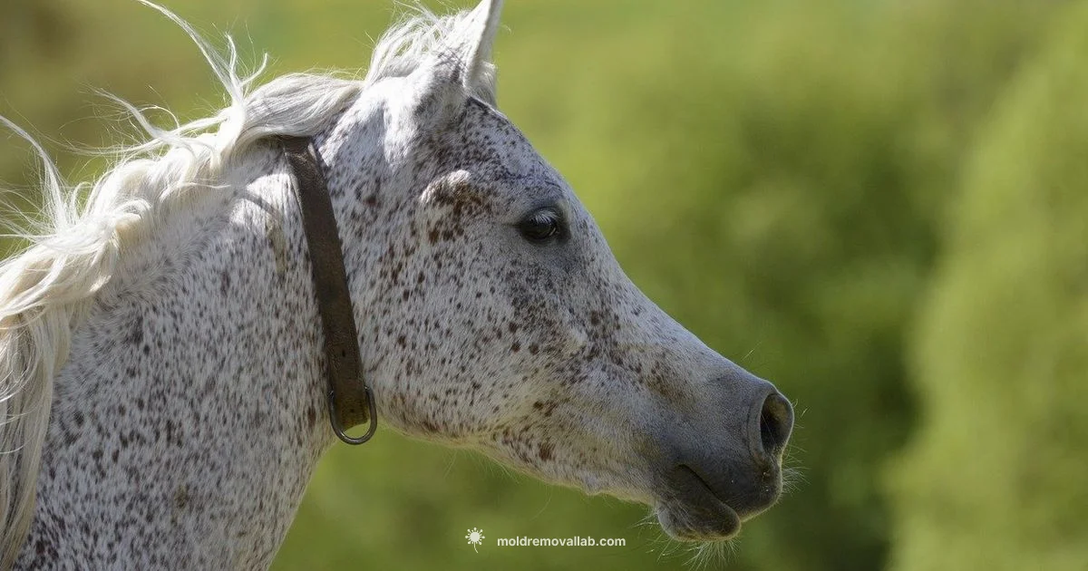 Mold and Headaches - Mold Removal Lab
