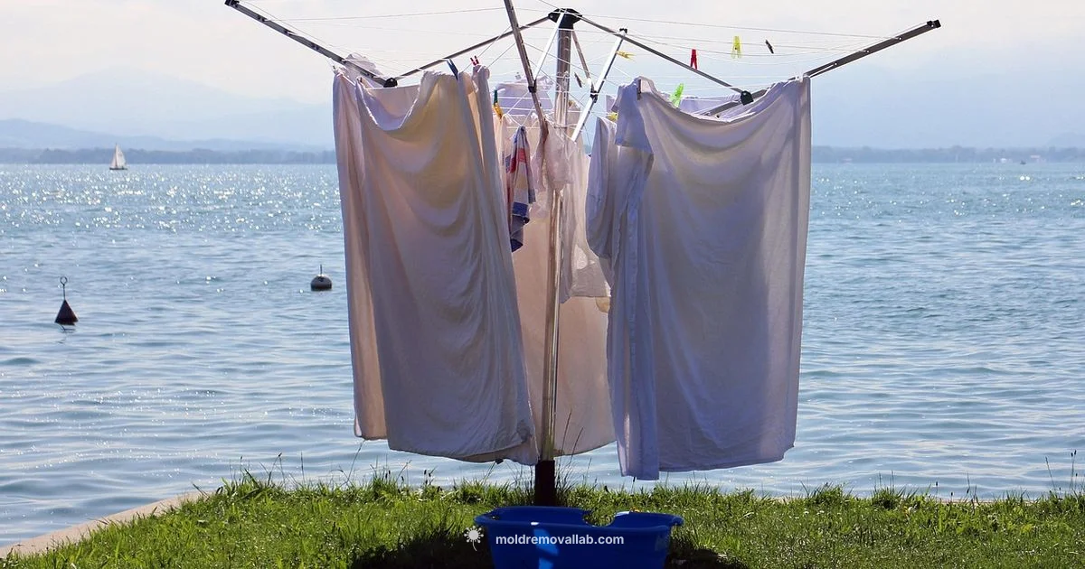 Mold Clothes Detergent Guide Mold Clothes Detergent Guide - Mold Removal Lab