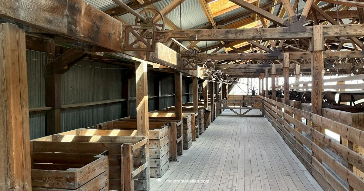 Wood Mold Cleanup - Mold Removal Lab