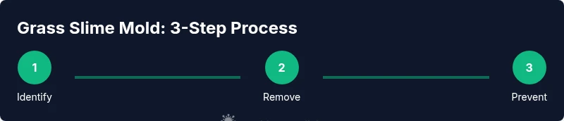 Infographic showing steps to identify, remove, and prevent grass slime mold in lawns