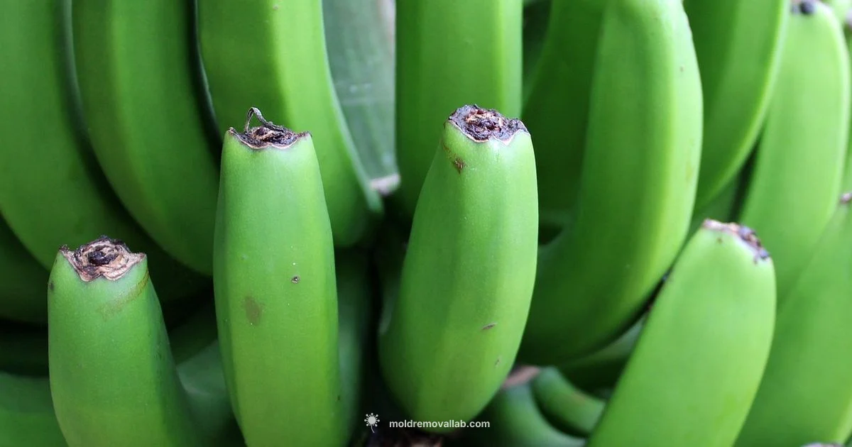 Banana Mold Guide - Mold Removal Lab