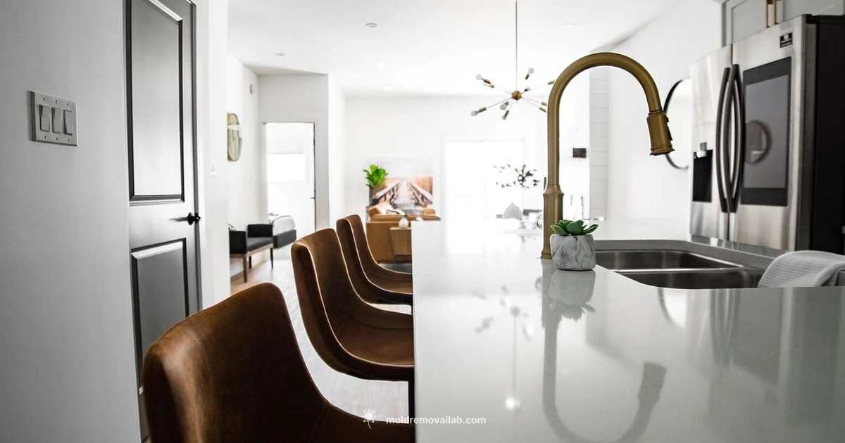 San Diego Mold Removal - Mold Removal Lab