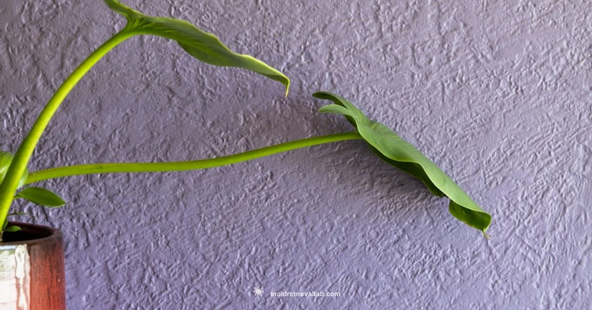 House Mold Types - Mold Removal Lab