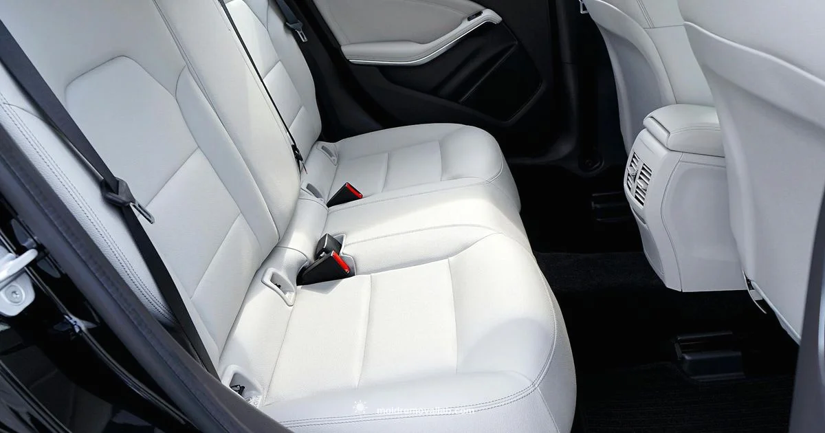Car Mold Cleanup - Mold Removal Lab