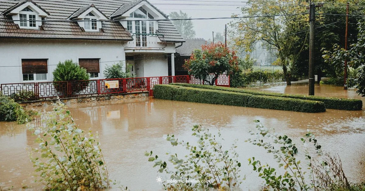 Water Damage & Mold Removal - Mold Removal Lab