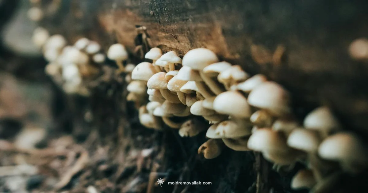 Mold Removal Guide - Mold Removal Lab