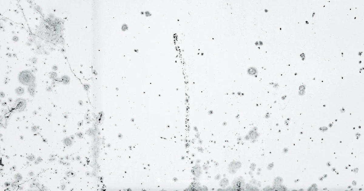 Mold Odor Removal Mold Odor Removal - Mold Removal Lab