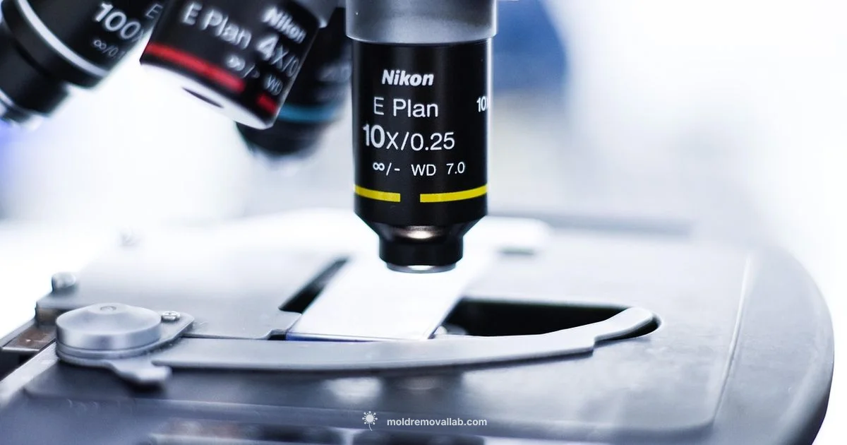 Mold Exposure Lab Tests - Mold Removal Lab