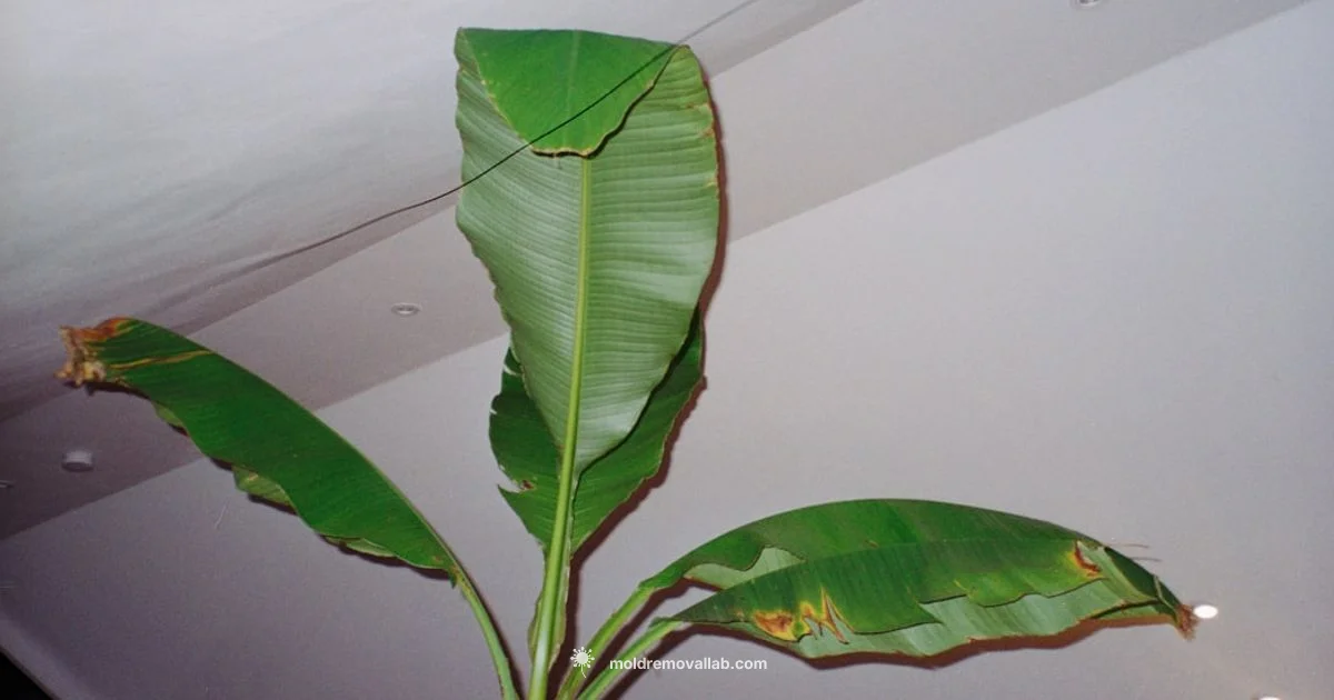 Mold Growth Guide - Mold Removal Lab