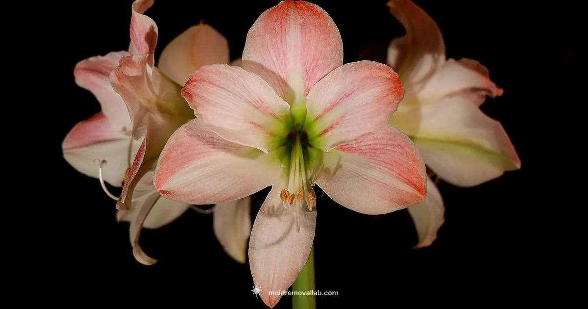 Mold-Free Houseplants - Mold Removal Lab