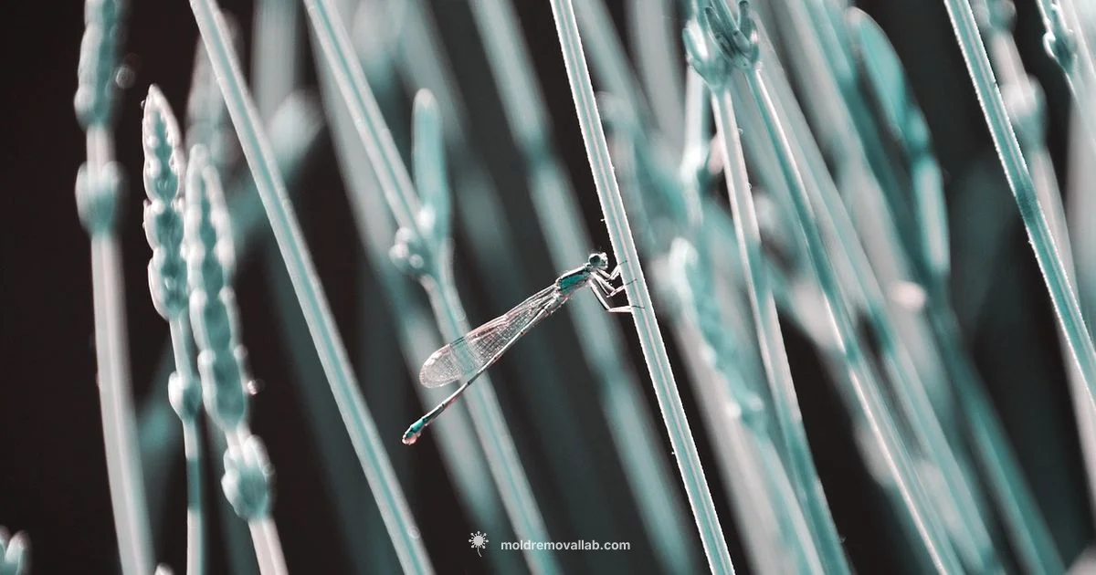 Fiberglass Mold Guide - Mold Removal Lab