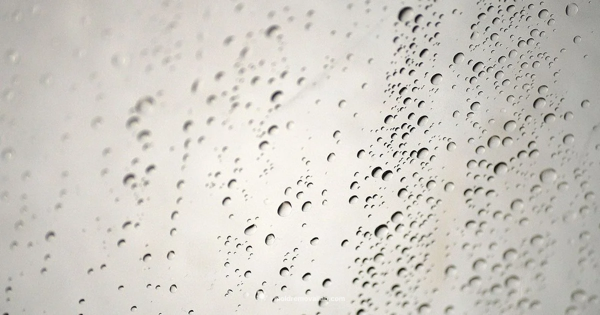Moisture Resistant Drywall - Mold Removal Lab