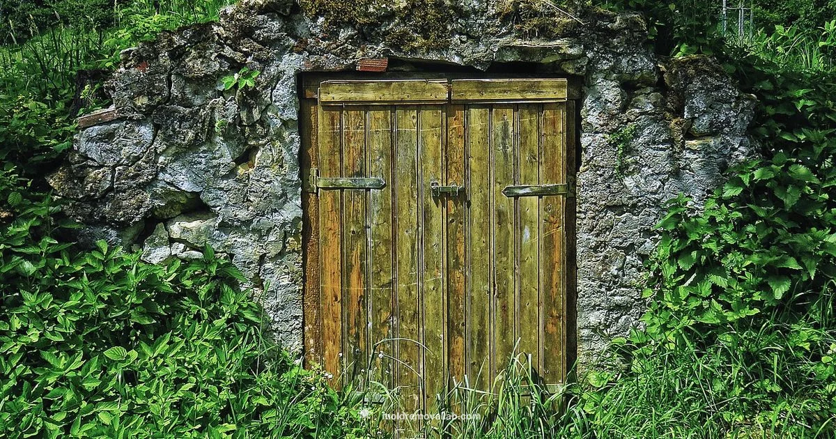 Mold vs Dirt - Mold Removal Lab