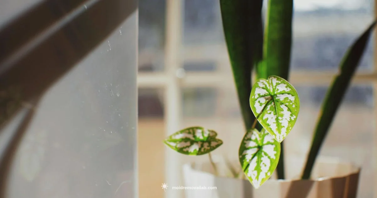 Mold Removal Blueprint - Mold Removal Lab