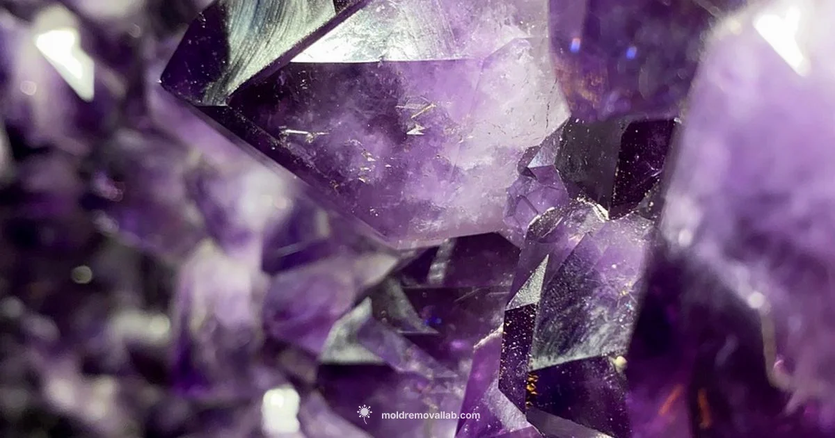 Moldavite Guide - Mold Removal Lab