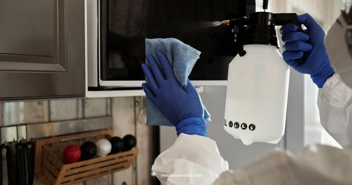 Safety-Driven Mold Cleanup - Mold Removal Lab