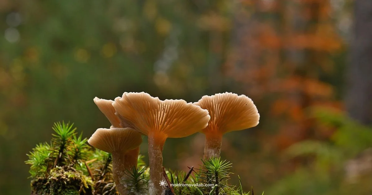 Mold Safe Mushrooms Mold Safe Mushrooms - Mold Removal Lab