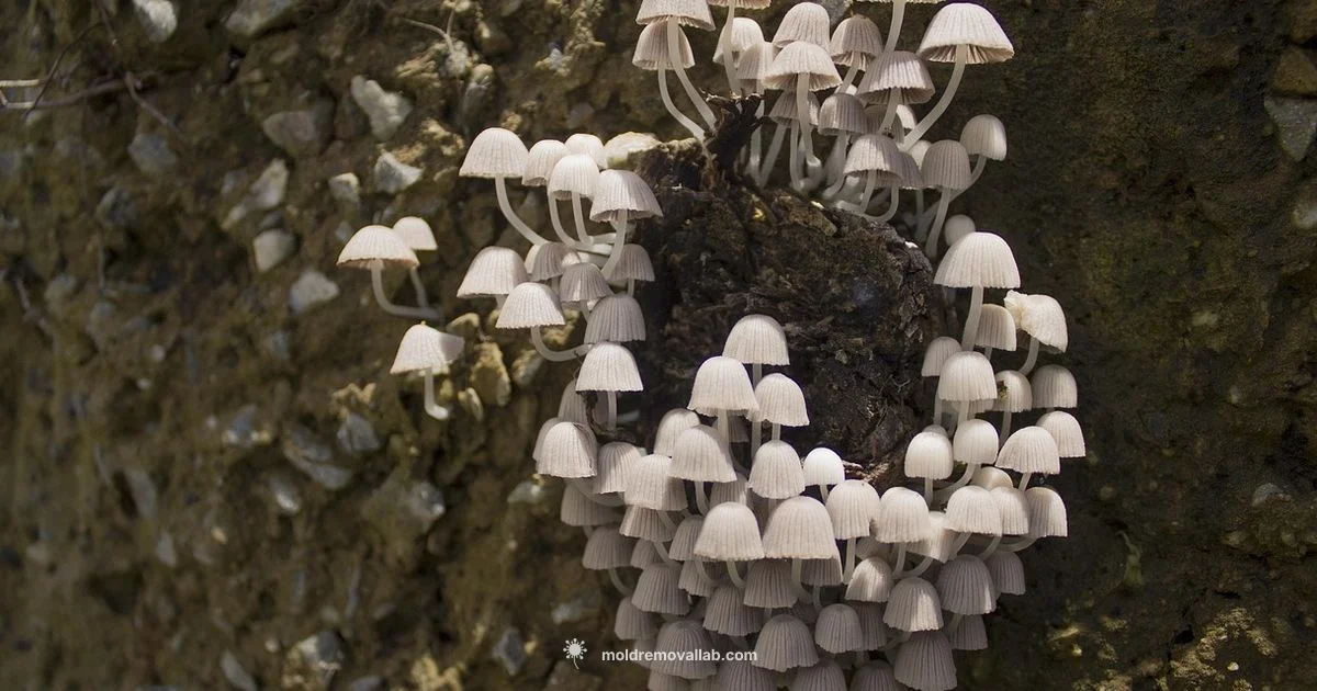 Fungi Family Guide Fungi Family Guide - Mold Removal Lab