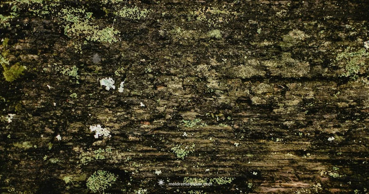 Treat Mold on Wood - Mold Removal Lab