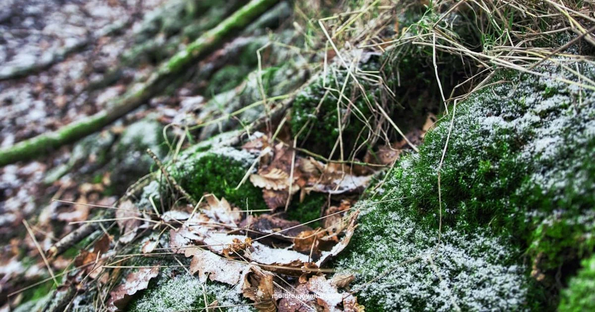 Cold Mold Facts - Mold Removal Lab