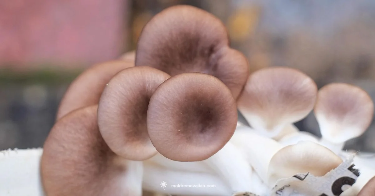 Mold on Oyster Mushrooms - Mold Removal Lab