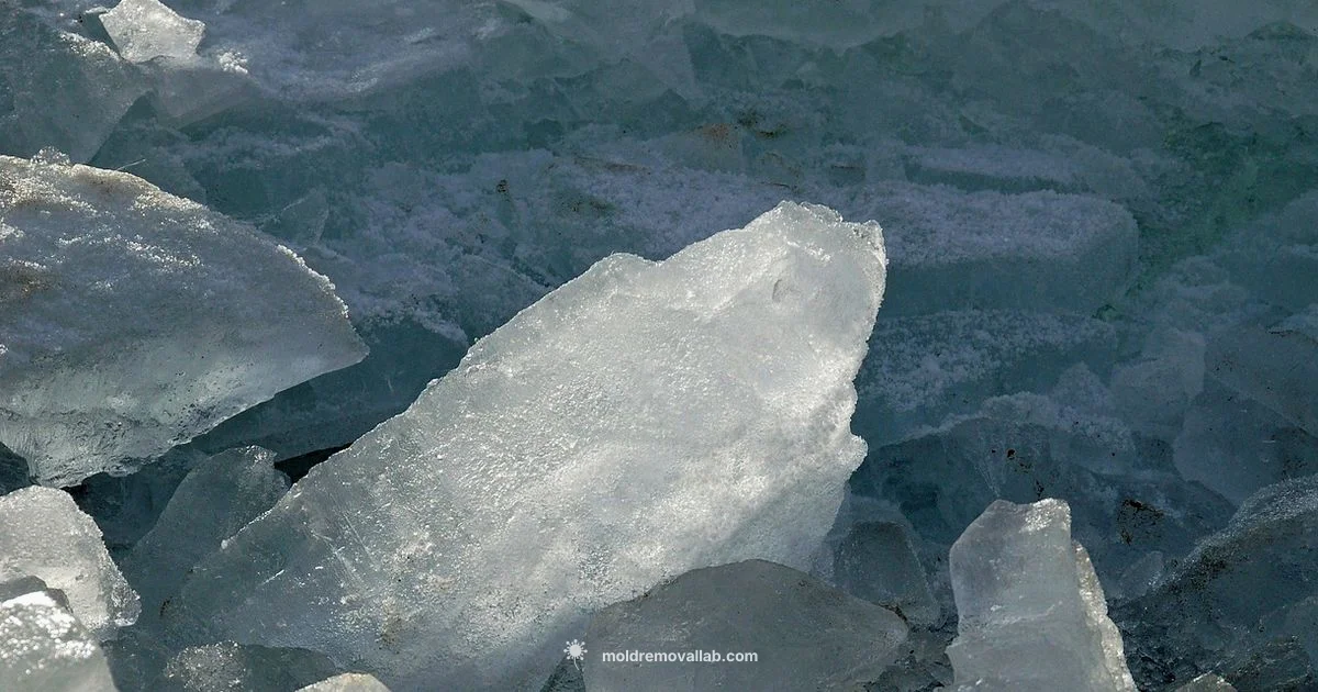 Clear Ice Care - Mold Removal Lab