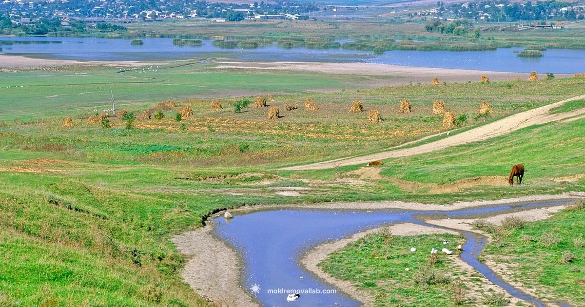 Border Tension - Mold Removal Lab