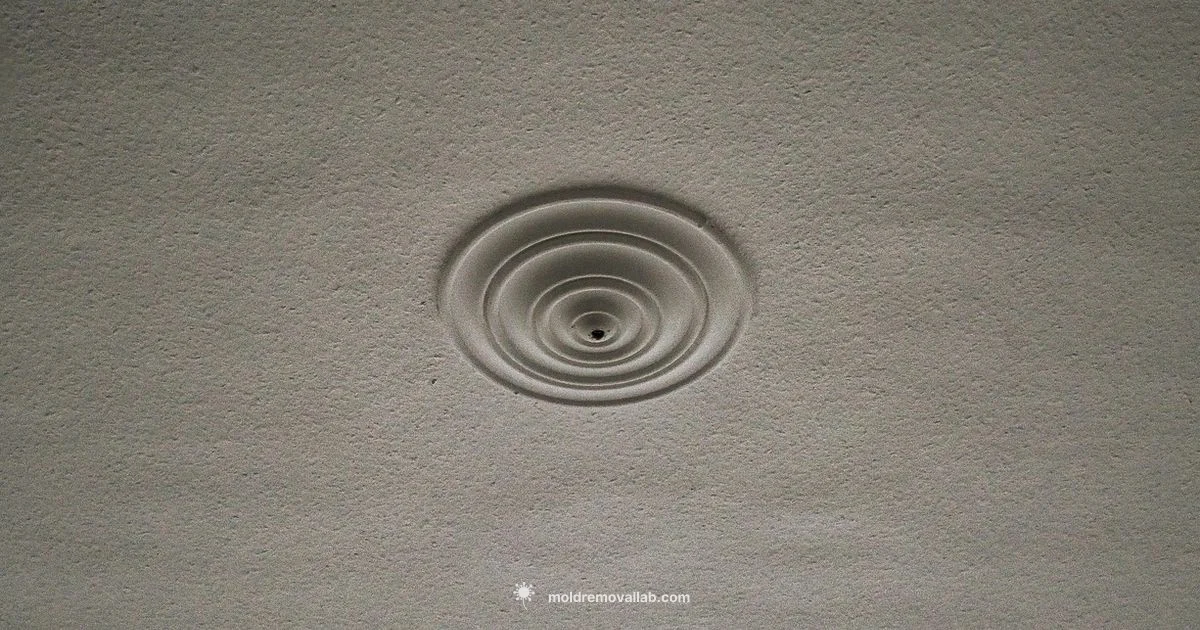 Ceiling Mould Removal - Mold Removal Lab