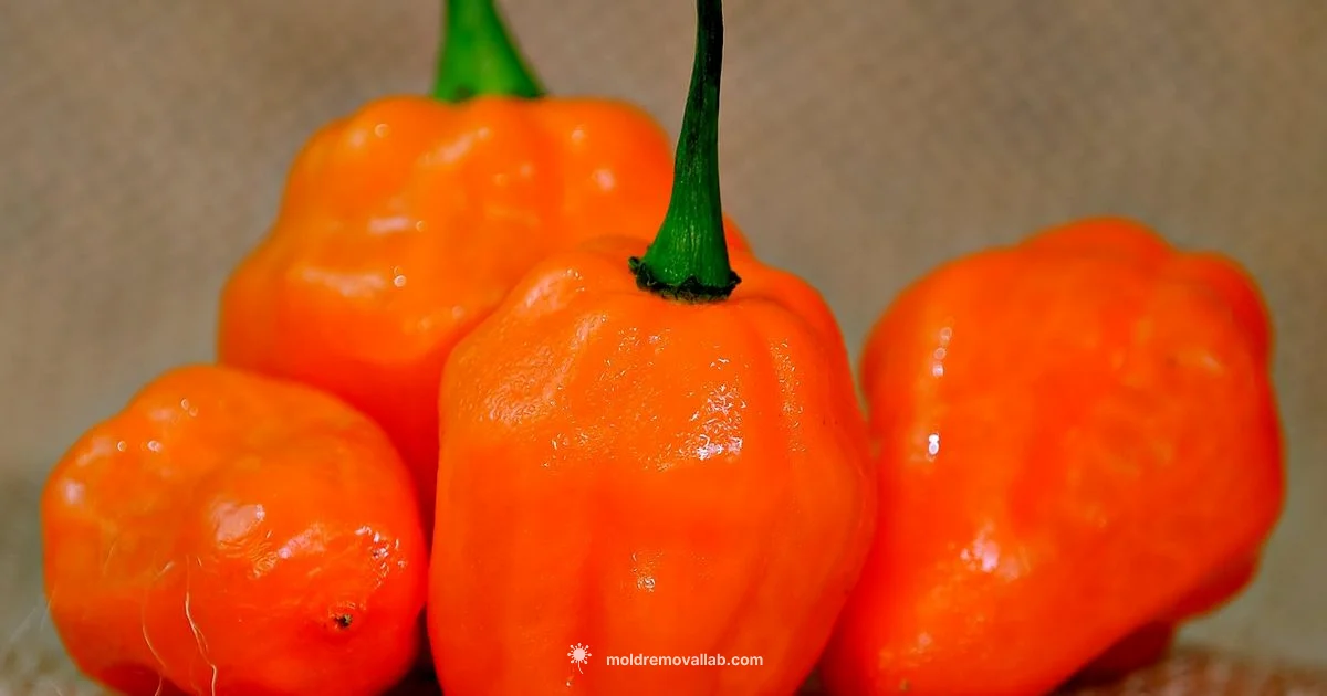 Orange Mold Basics - Mold Removal Lab