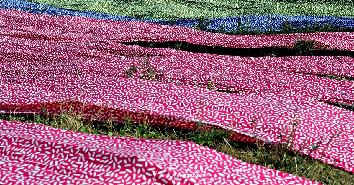 Mold-Free Wardrobe - Mold Removal Lab