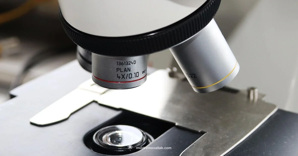 Microscope Mold ID - Mold Removal Lab