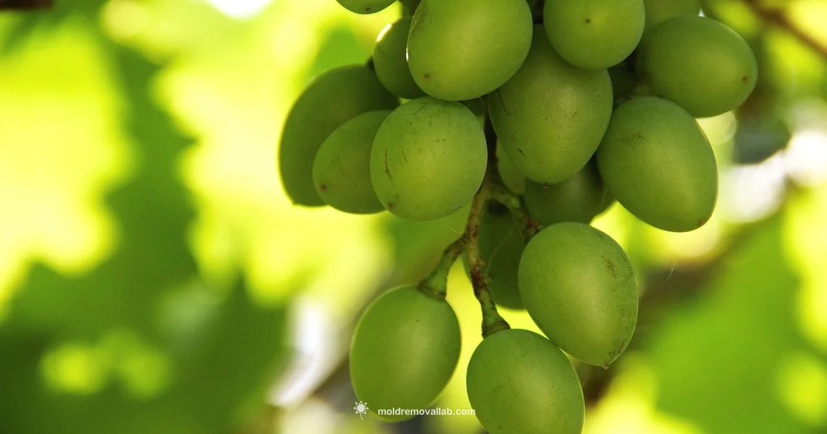 Language in Moldova Language in Moldova - Mold Removal Lab