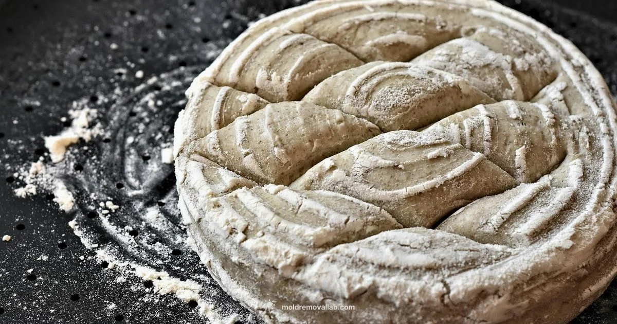 Sourdough Mold Safety - Mold Removal Lab