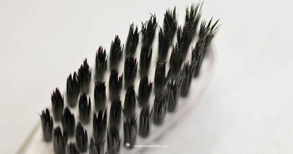 Hairbrush Mold Guide - Mold Removal Lab