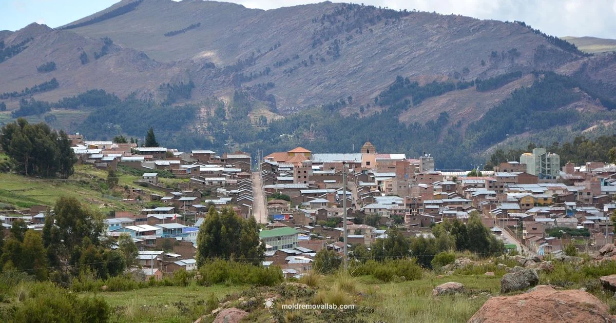 Mold Cleanup - Mold Removal Lab