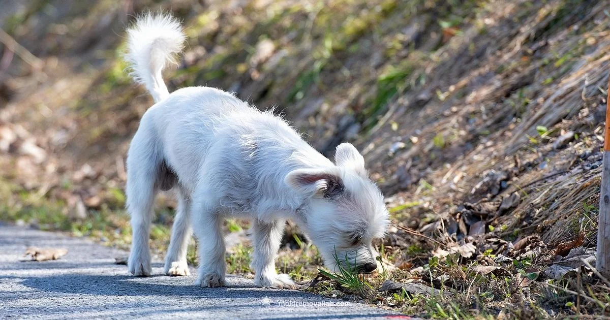 Mold and Dogs - Mold Removal Lab