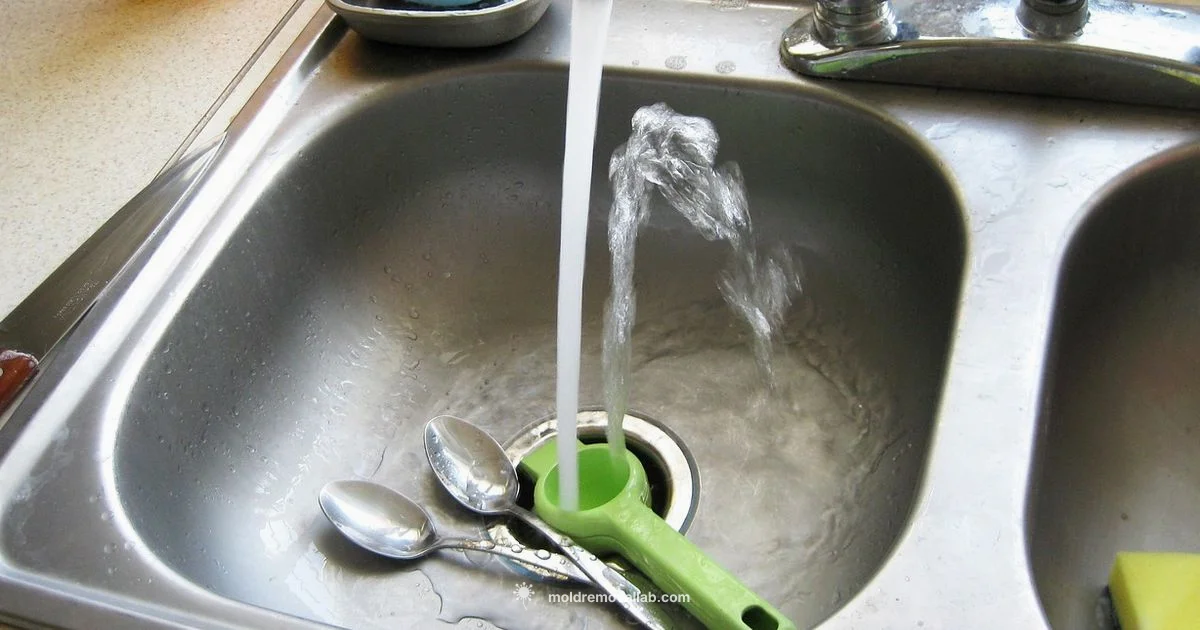 Mold Prevention - Mold Removal Lab