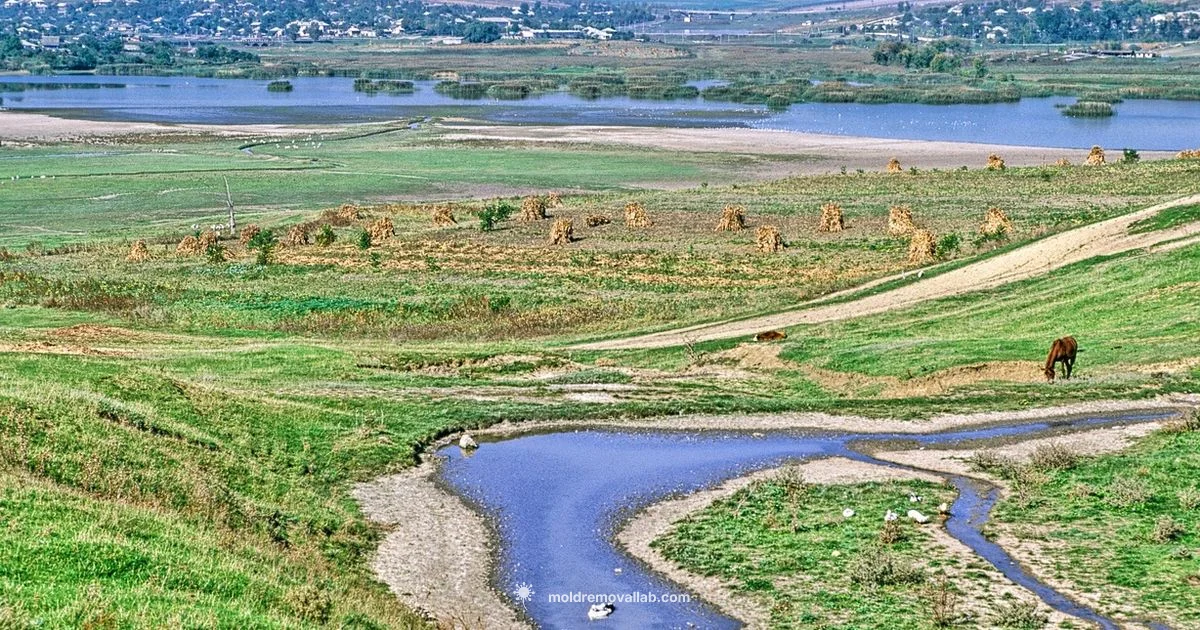 Moldova Location - Mold Removal Lab