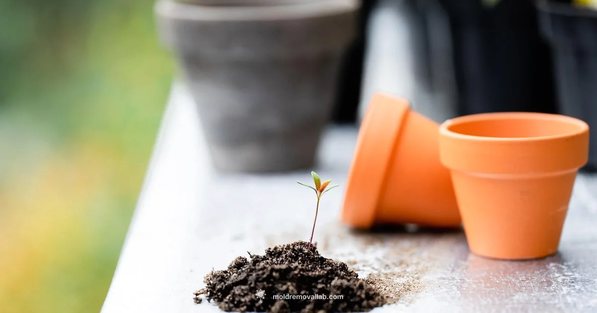 Fix Moldy Soil Fix Moldy Soil - Mold Removal Lab