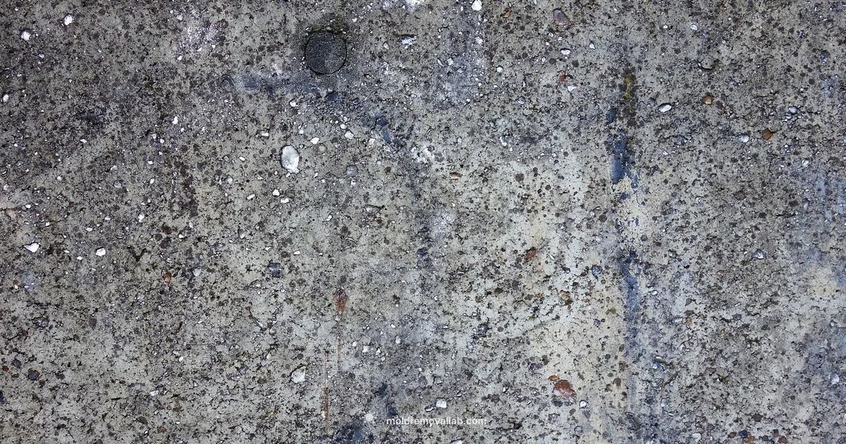 Mold Cleanup Guide - Mold Removal Lab