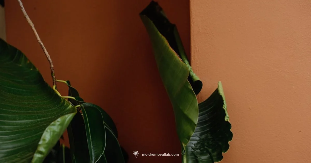 Mold Health Guidance - Mold Removal Lab